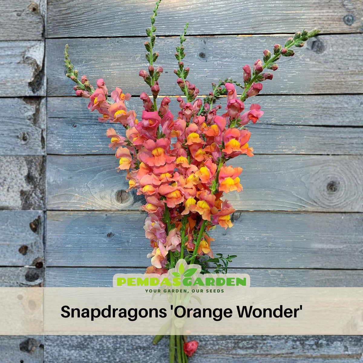 Snapdragons 'Orange Wonder' Seeds - Cold Resistant, 30 seeds