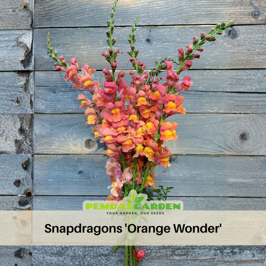Snapdragons 'Orange Wonder' Seeds - Cold Resistant, 30 seeds