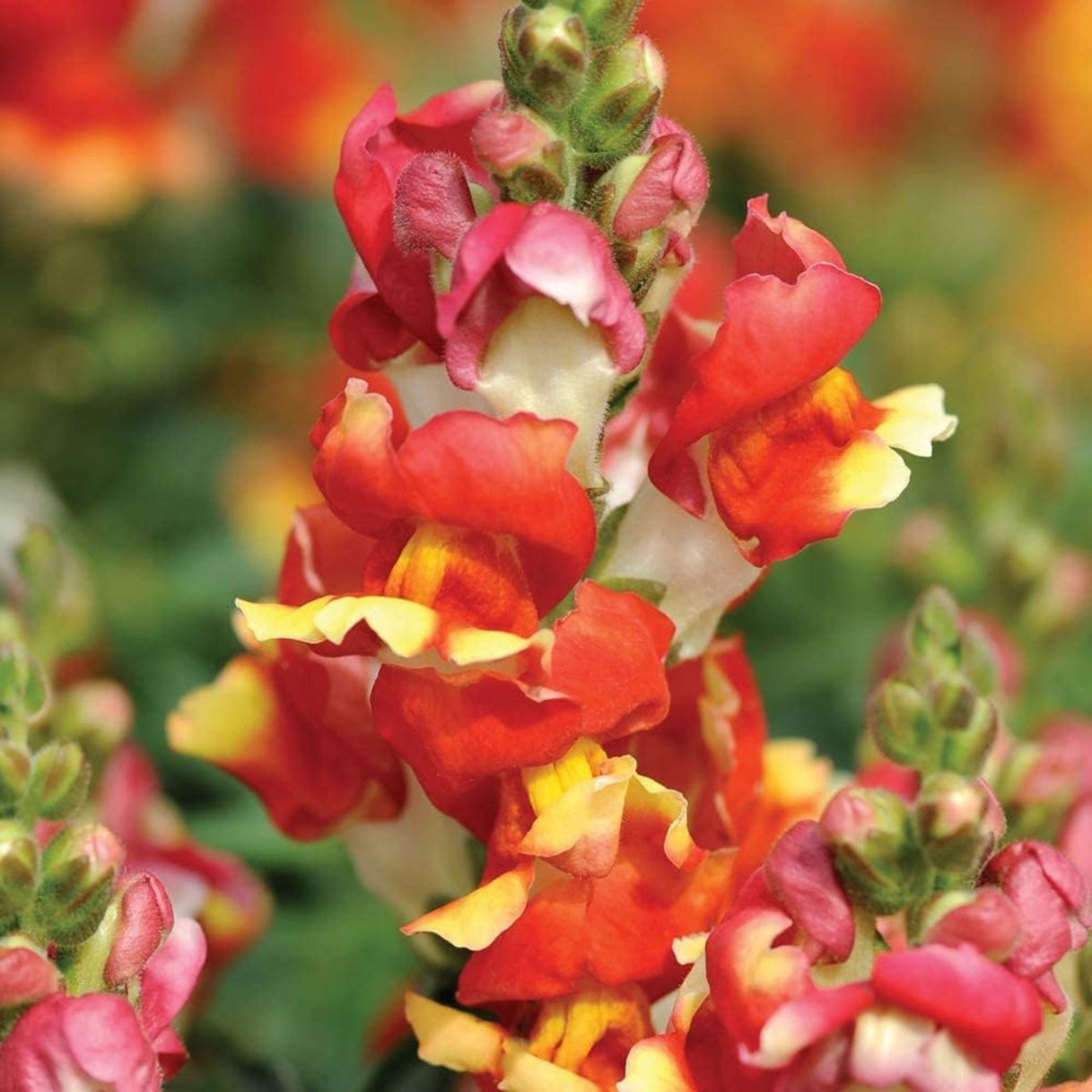Snapdragon 'Rembrandt' Seeds - Cold Resistant, 30 seeds