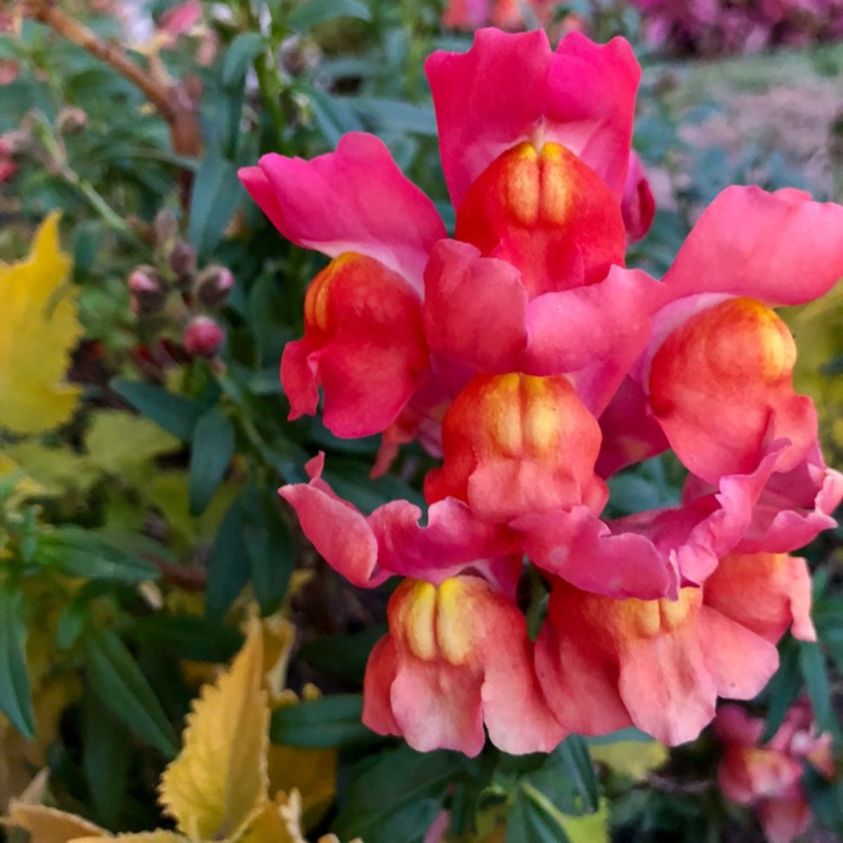 Snapdragon 'Rembrandt' Seeds - Cold Resistant, 30 seeds