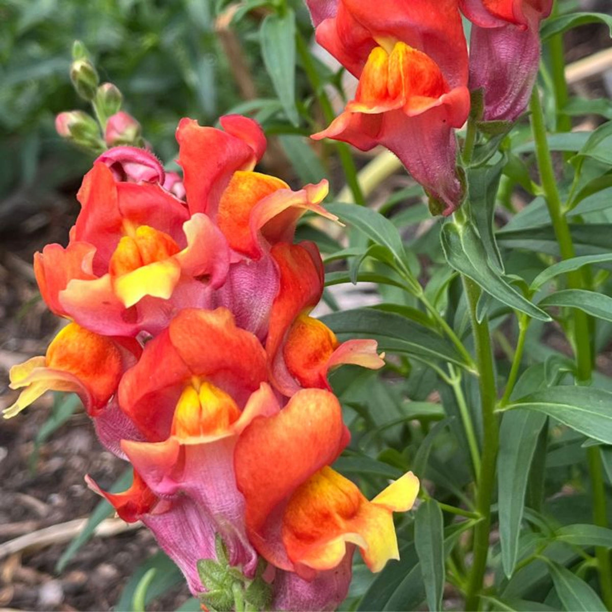 Snapdragon 'Rembrandt' Seeds - Cold Resistant, 30 seeds