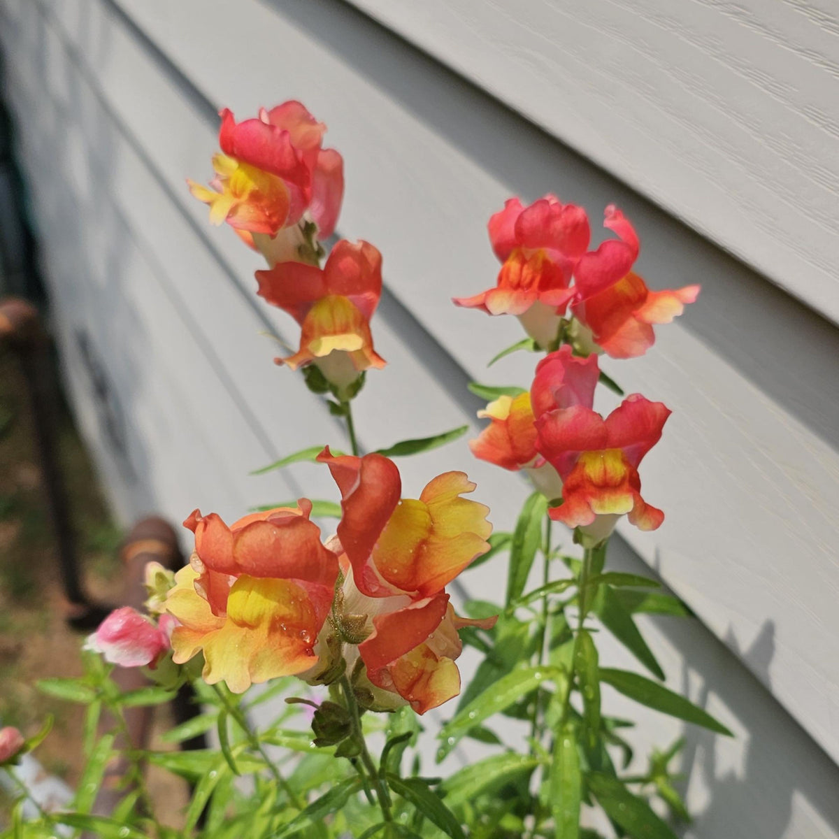 Snapdragon 'Rembrandt' Seeds - Cold Resistant, 30 seeds