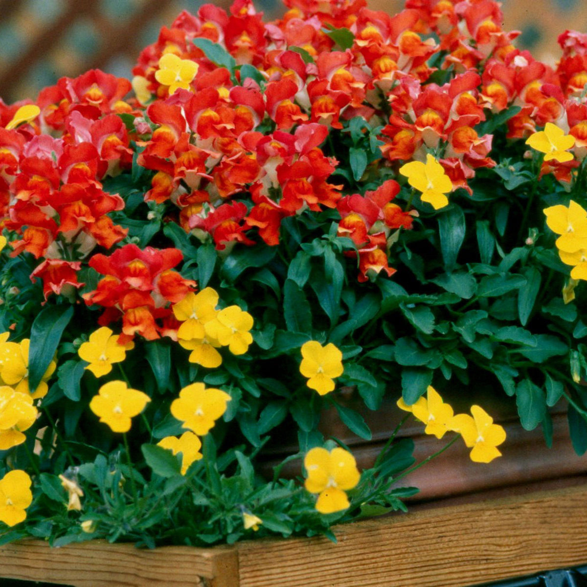 Snapdragon 'Rembrandt' Seeds - Cold Resistant, 30 seeds