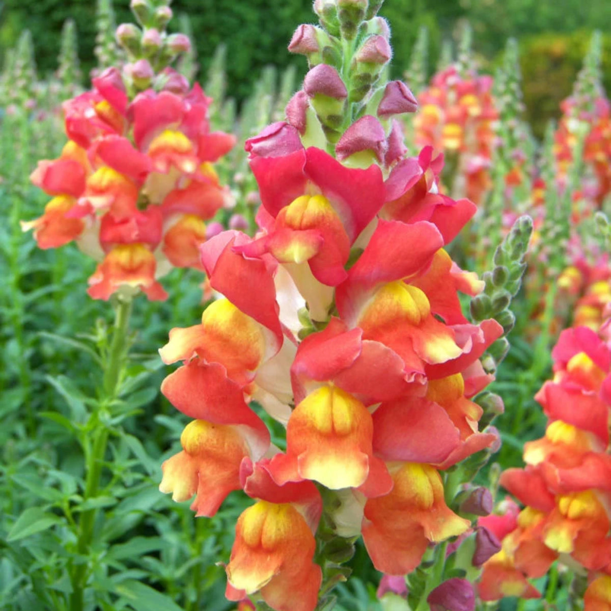 Snapdragon 'Rembrandt' Seeds - Cold Resistant, 30 seeds