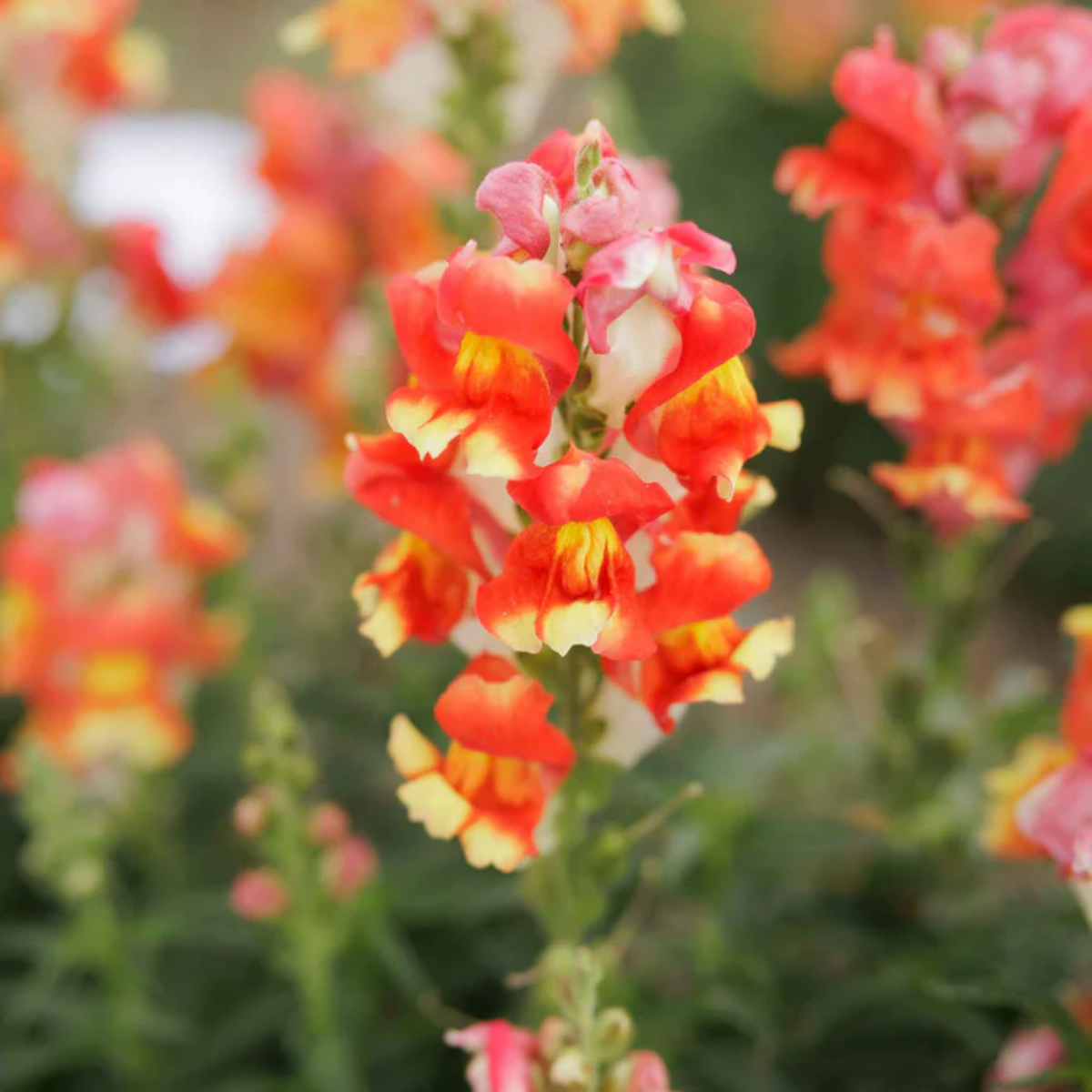 30 Seeds| Snapdragon 'Rembrandt' Seeds - Cold Resistant -Attracts pollinators - Open-Pollinating -Plant before the frost/after frost - #67