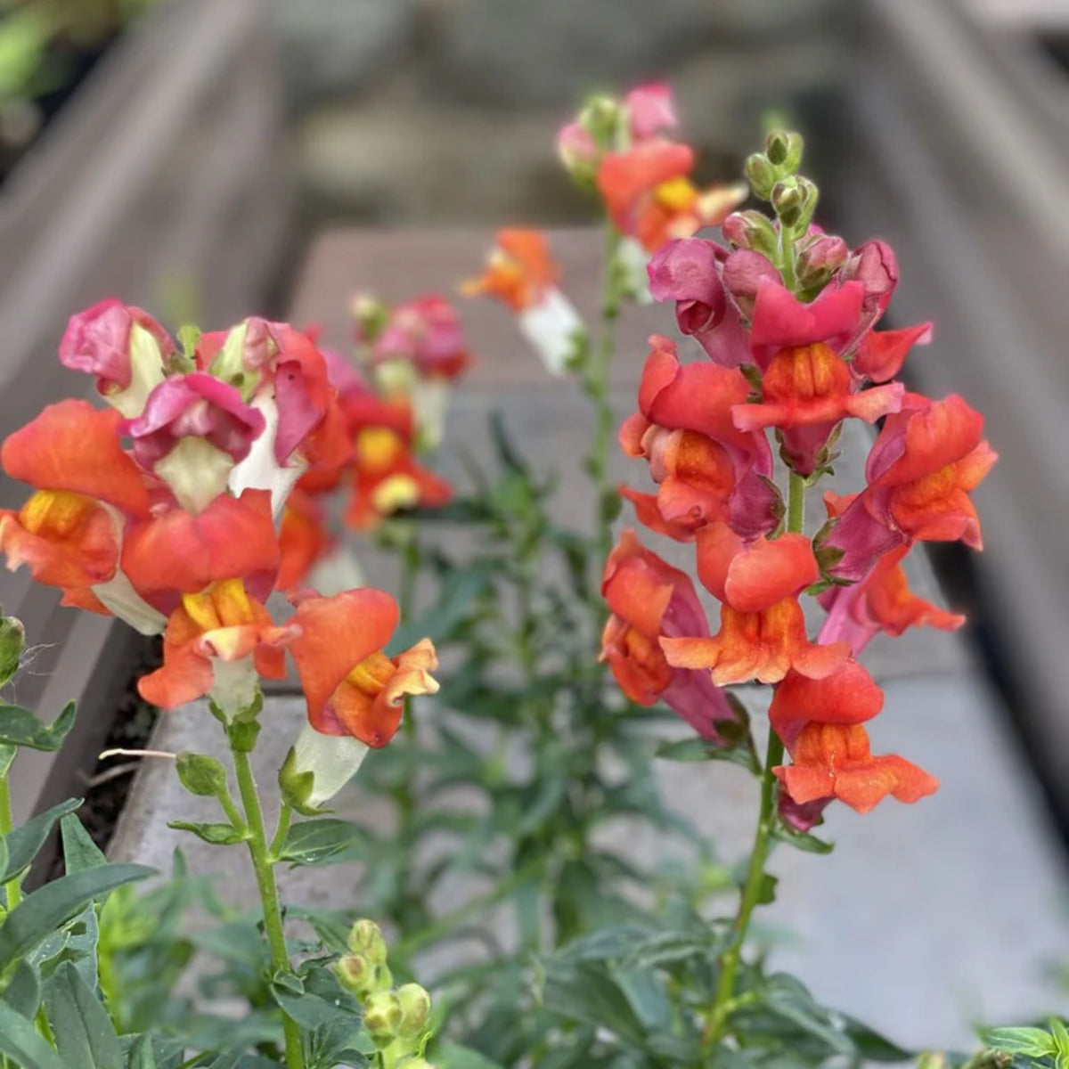 Snapdragon 'Rembrandt' Seeds - Cold Resistant, 30 seeds