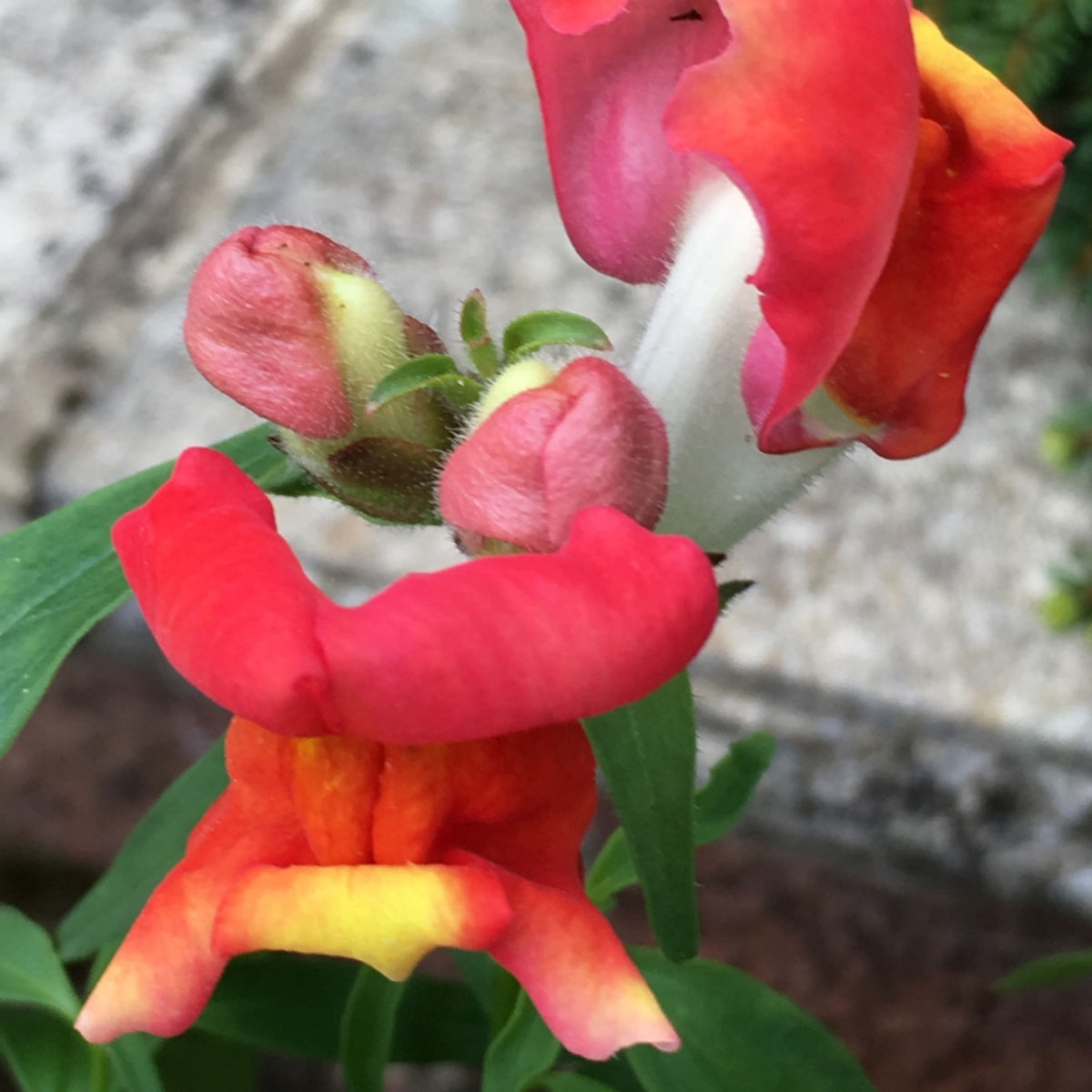 Snapdragon 'Rembrandt' Seeds - Cold Resistant, 30 seeds