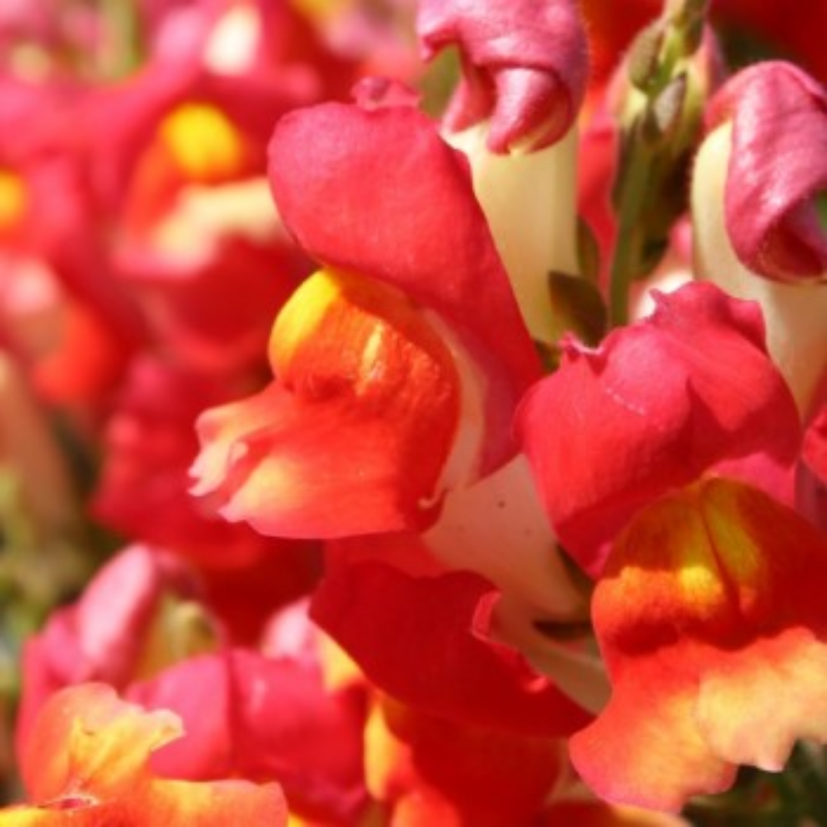 30 Seeds| Snapdragon 'Rembrandt' Seeds - Cold Resistant -Attracts pollinators - Open-Pollinating -Plant before the frost/after frost - #67