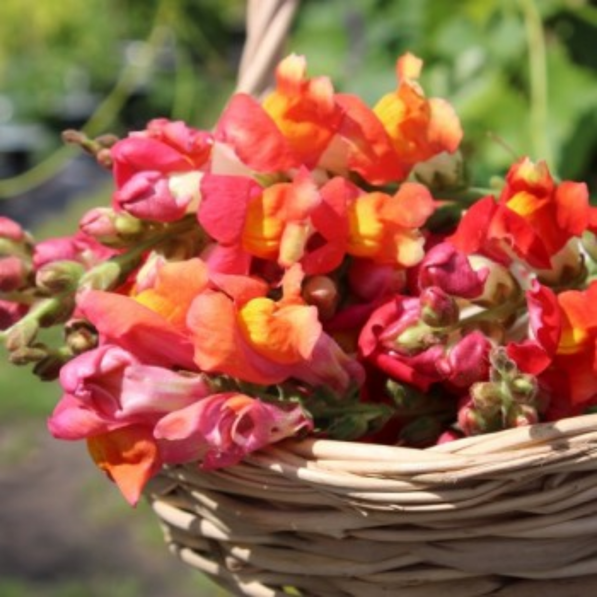30 Seeds| Snapdragon 'Rembrandt' Seeds - Cold Resistant -Attracts pollinators - Open-Pollinating -Plant before the frost/after frost - #67