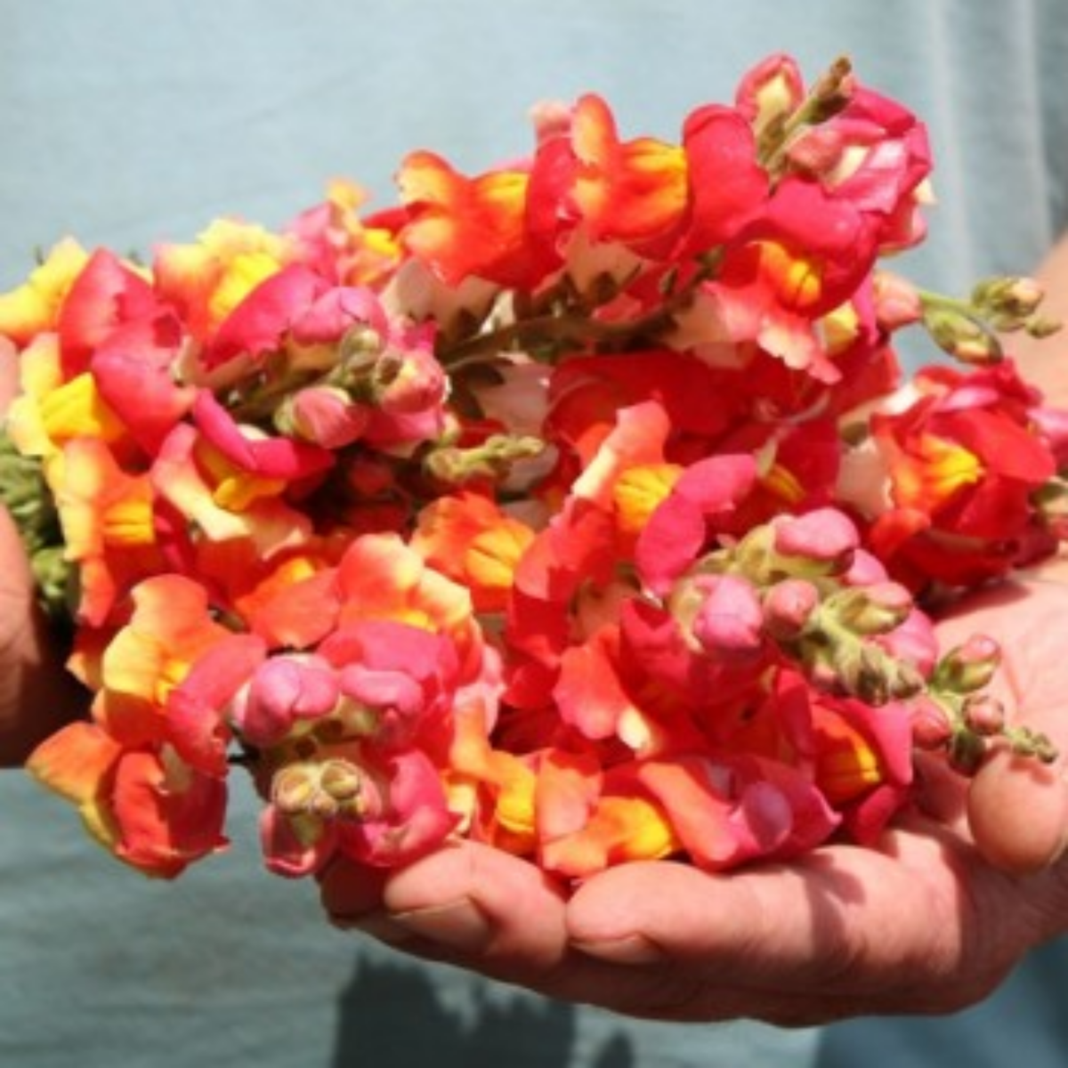 30 Seeds| Snapdragon 'Rembrandt' Seeds - Cold Resistant -Attracts pollinators - Open-Pollinating -Plant before the frost/after frost - #67