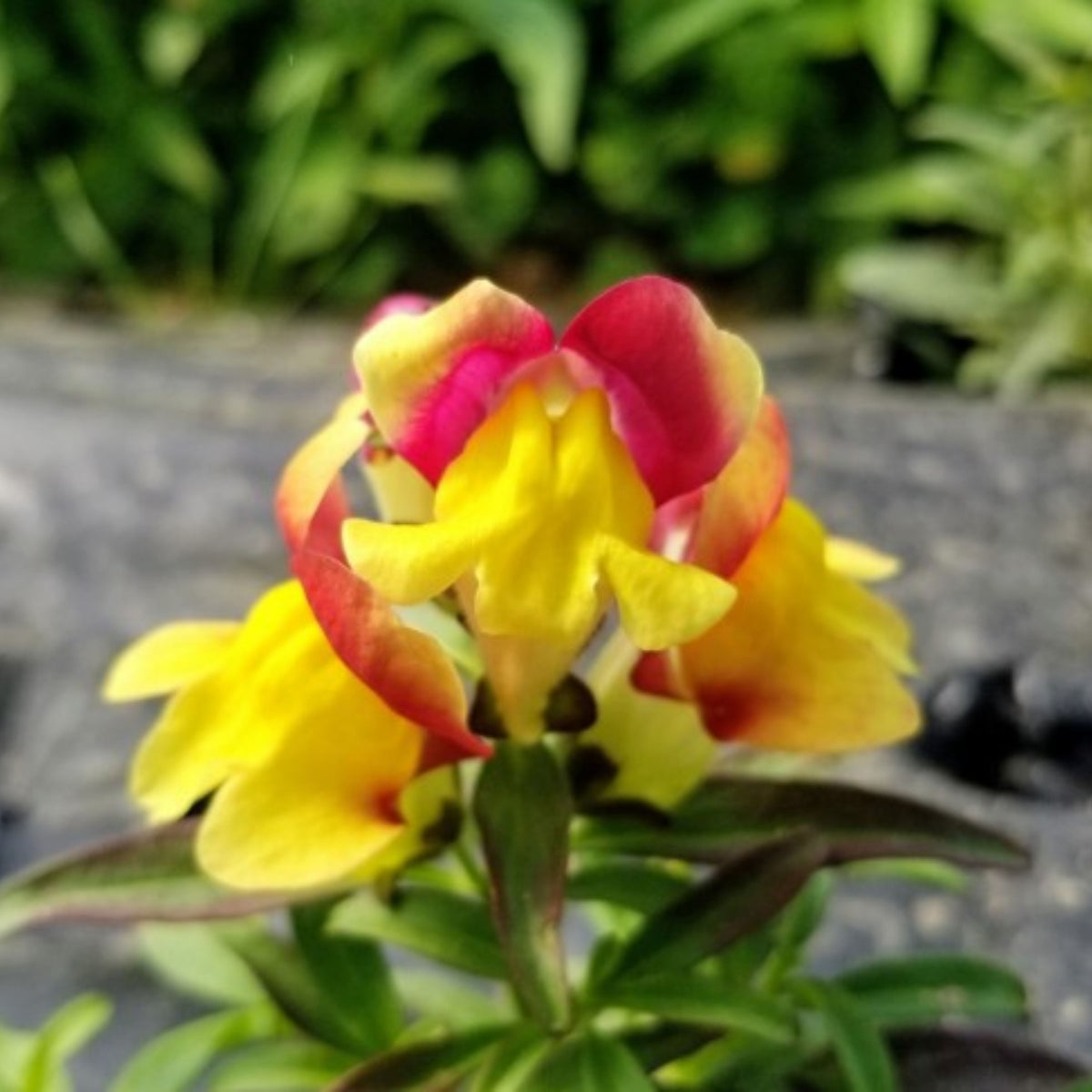 Snapdragon 'Rembrandt' Seeds - Cold Resistant, 30 seeds