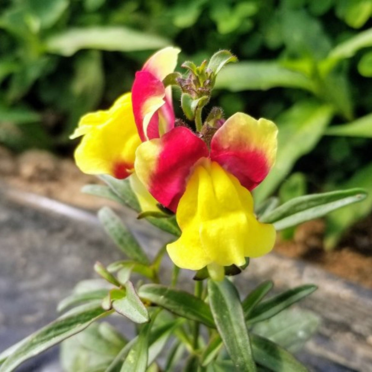 Snapdragon 'Rembrandt' Seeds - Cold Resistant, 30 seeds