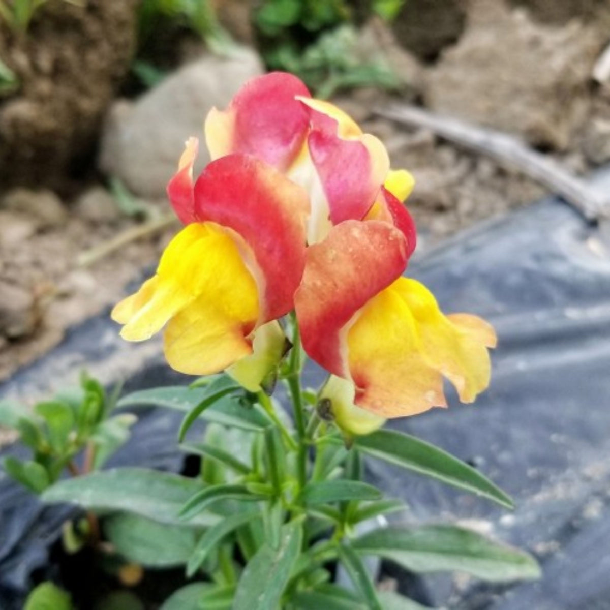 Snapdragon 'Rembrandt' Seeds - Cold Resistant, 30 seeds