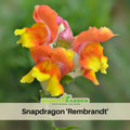 30 Seeds| Snapdragon 'Rembrandt' Seeds - Cold Resistant -Attracts pollinators - Open-Pollinating -Plant before the frost/after frost - #67