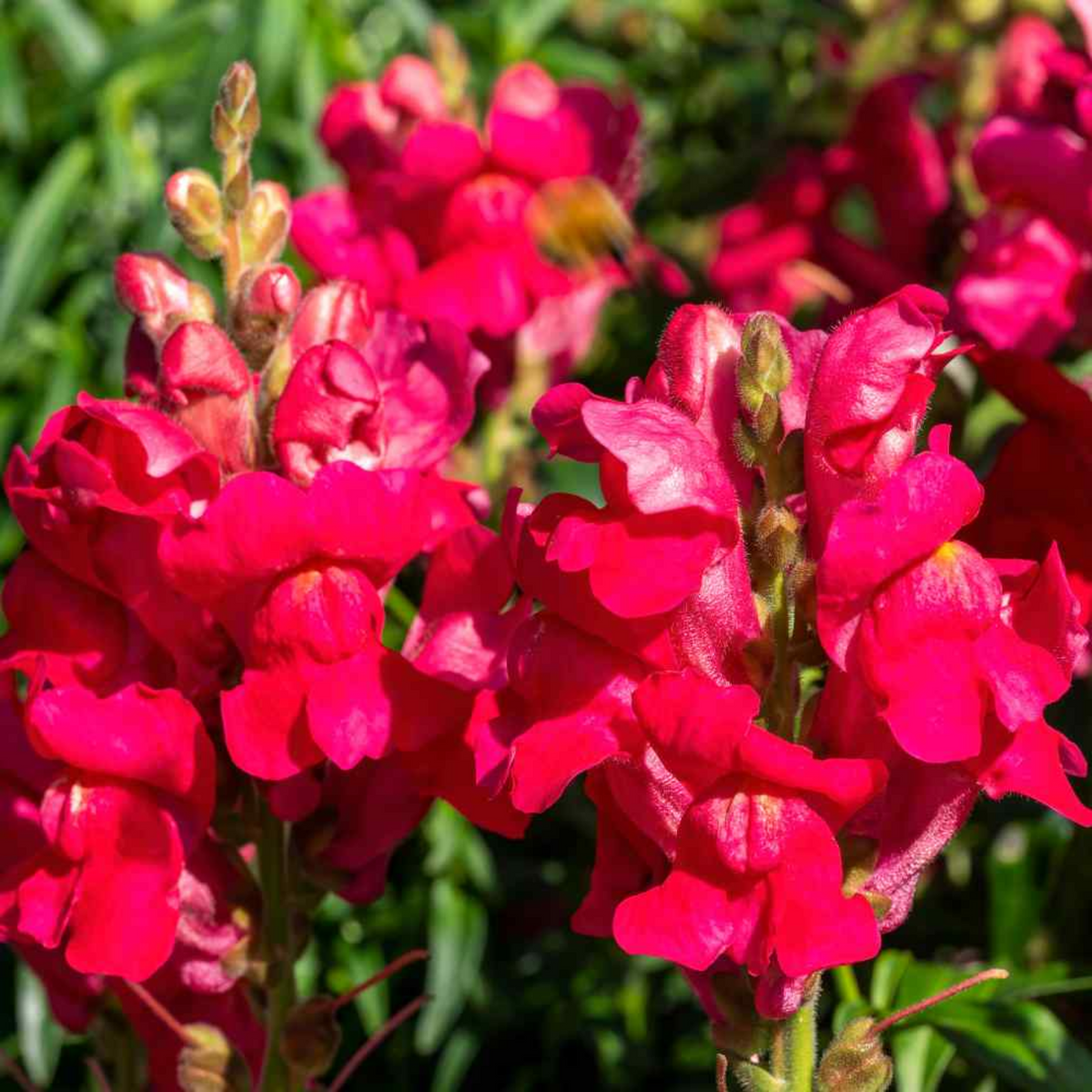 30 Seeds| Snapdragon 'Ruby Red' Seeds - Cold Resistant -Attracts pollinators - Open-Pollinating -Plant before the frost/after frost - #68