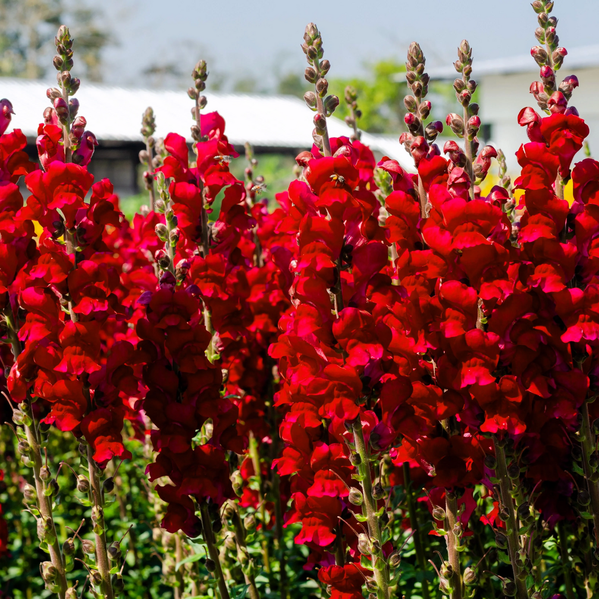 30 Seeds| Snapdragon 'Ruby Red' Seeds - Cold Resistant -Attracts pollinators - Open-Pollinating -Plant before the frost/after frost - #68