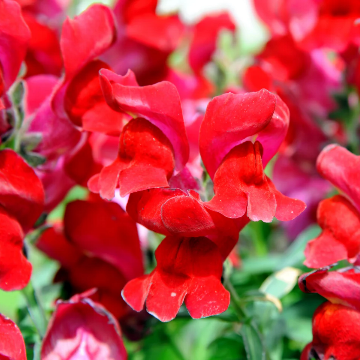 30 Seeds| Snapdragon 'Ruby Red' Seeds - Cold Resistant -Attracts pollinators - Open-Pollinating -Plant before the frost/after frost - #68