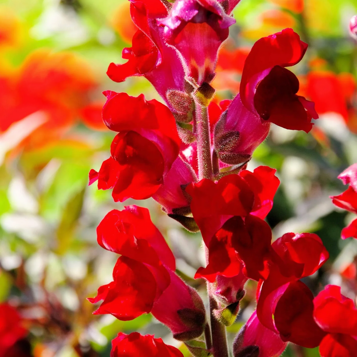 30 Seeds| Snapdragon 'Ruby Red' Seeds - Cold Resistant -Attracts pollinators - Open-Pollinating -Plant before the frost/after frost - #68
