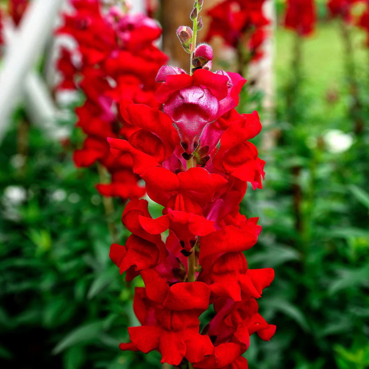 30 Seeds| Snapdragon 'Ruby Red' Seeds - Cold Resistant -Attracts pollinators - Open-Pollinating -Plant before the frost/after frost - #68