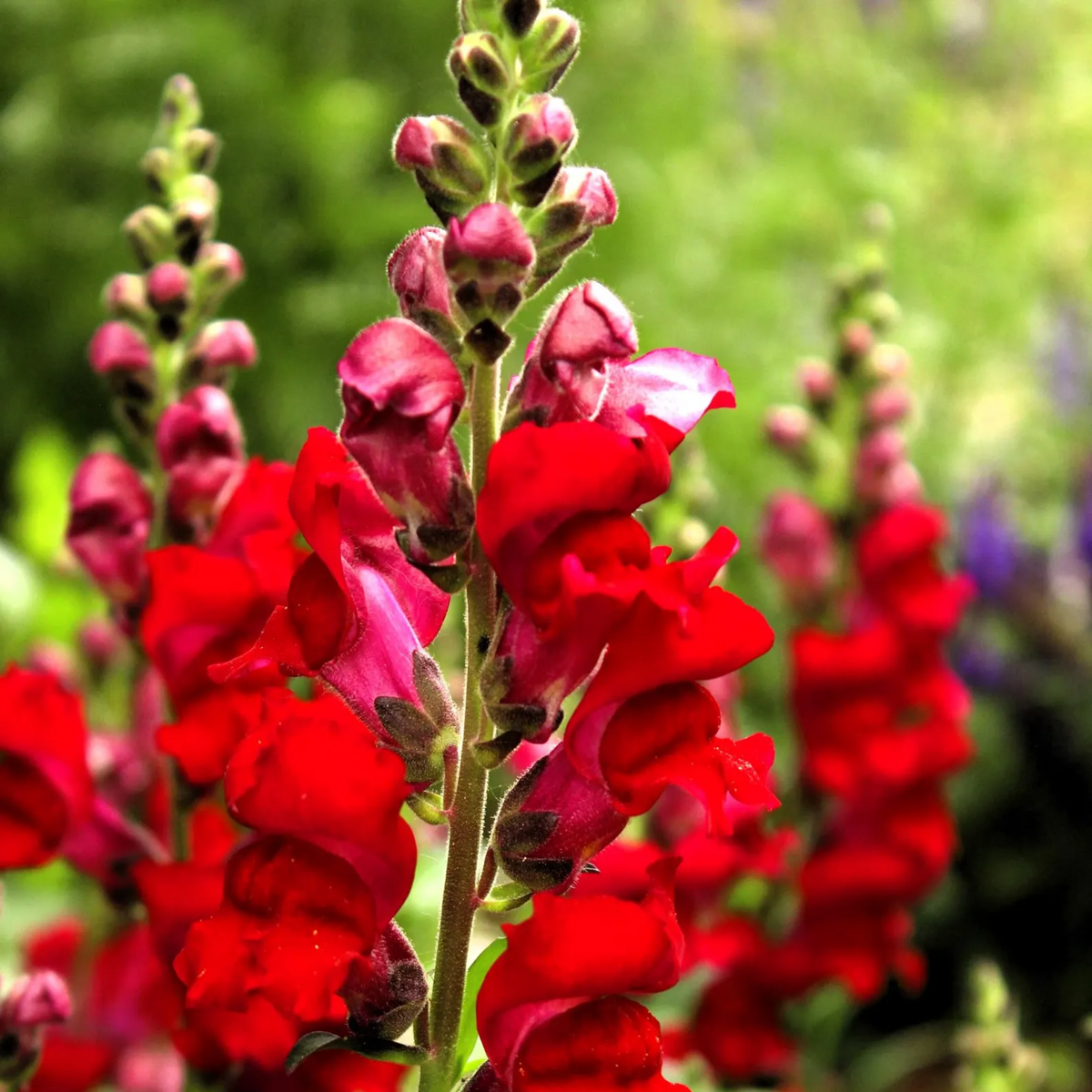 Snapdragon 'Ruby Red' Seeds - Cold Resistant, 30 seeds