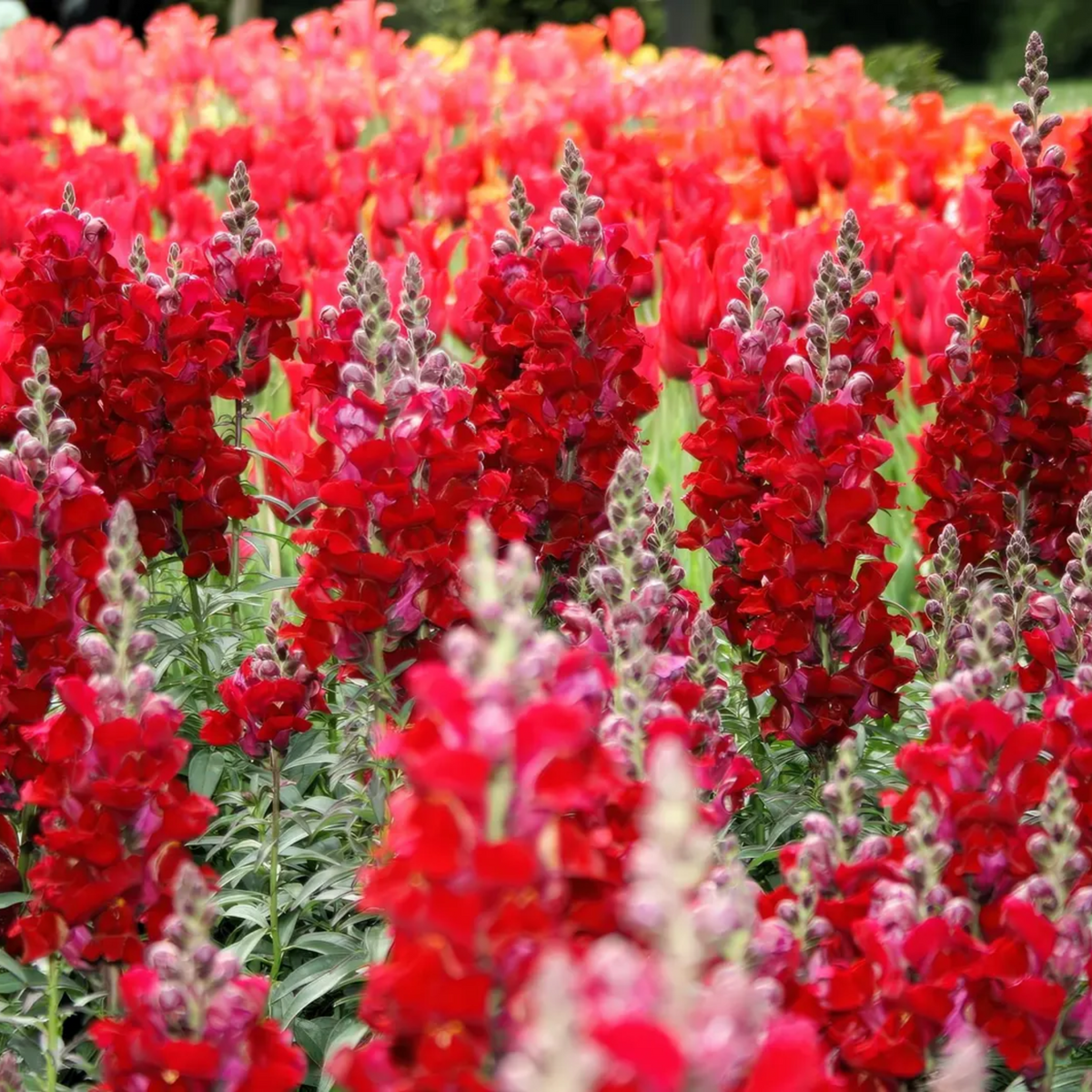30 Seeds| Snapdragon 'Ruby Red' Seeds - Cold Resistant -Attracts pollinators - Open-Pollinating -Plant before the frost/after frost - #68