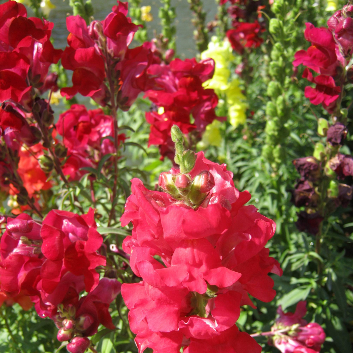 Snapdragon 'Ruby Red' Seeds - Cold Resistant, 30 seeds