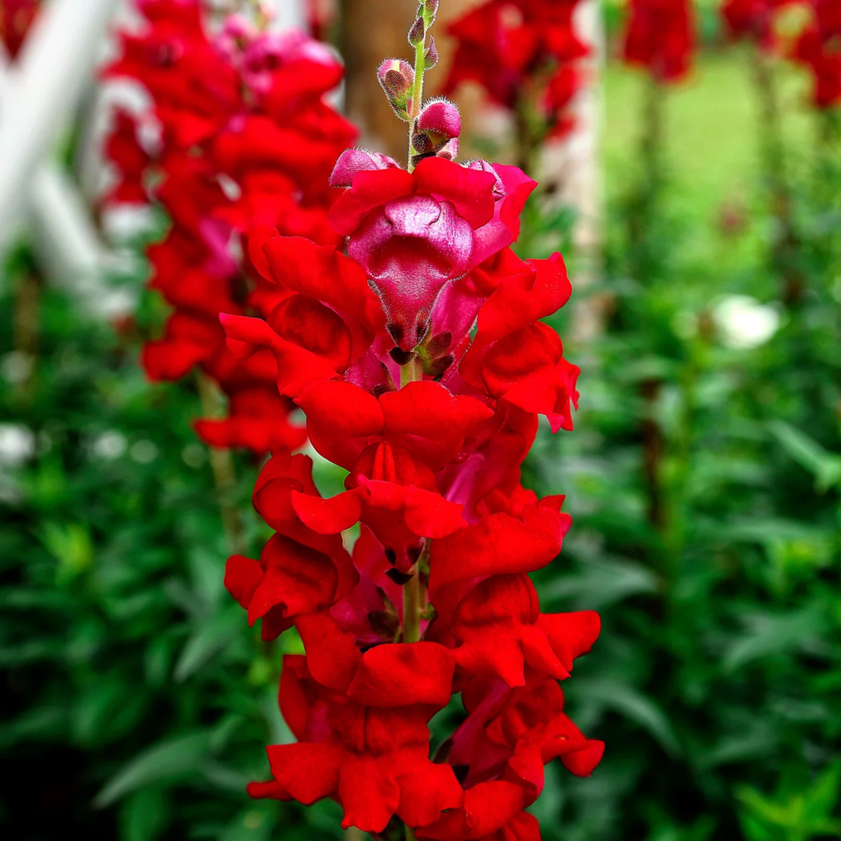 30 Seeds| Snapdragon 'Ruby Red' Seeds - Cold Resistant -Attracts pollinators - Open-Pollinating -Plant before the frost/after frost - #68