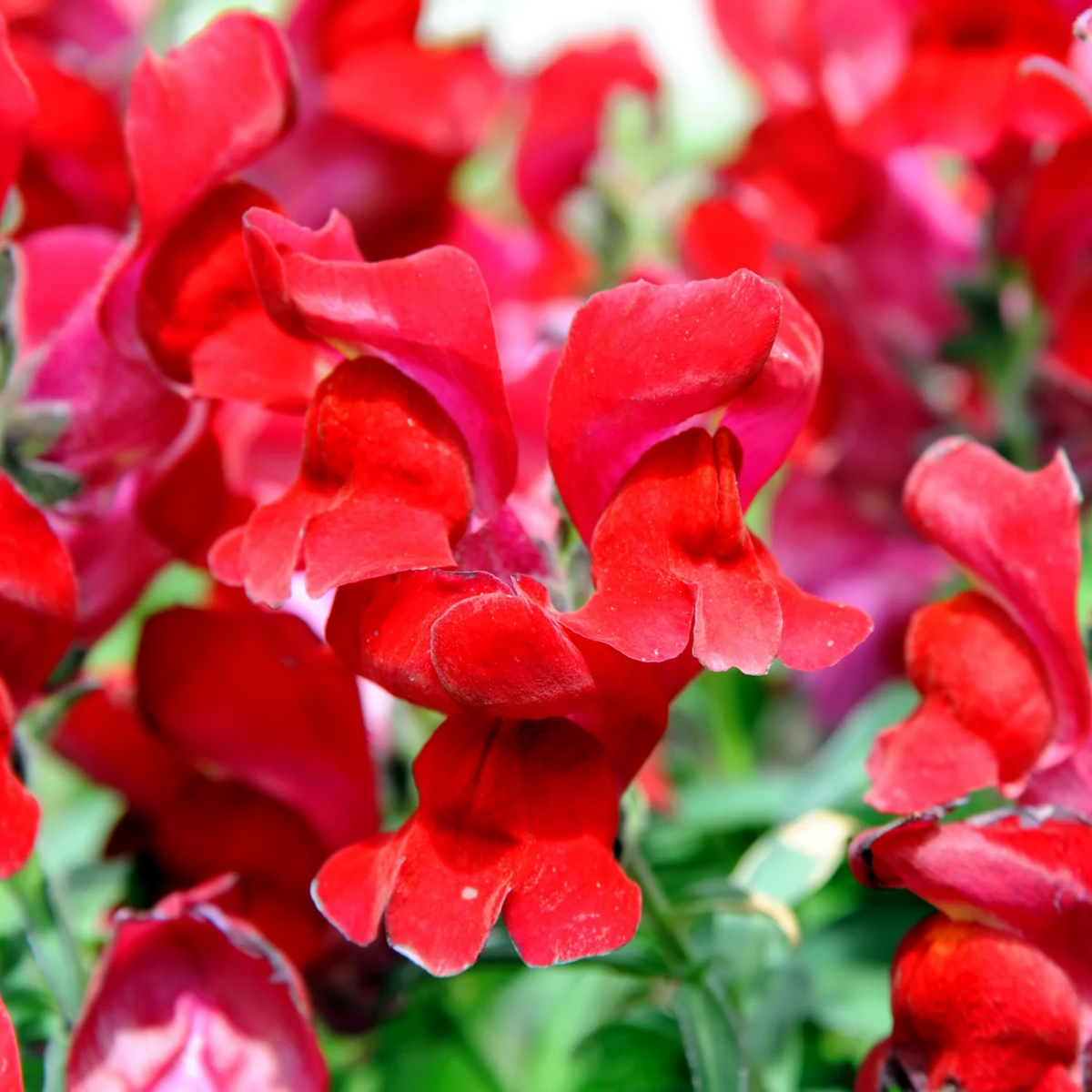 30 Seeds| Snapdragon 'Ruby Red' Seeds - Cold Resistant -Attracts pollinators - Open-Pollinating -Plant before the frost/after frost - #68