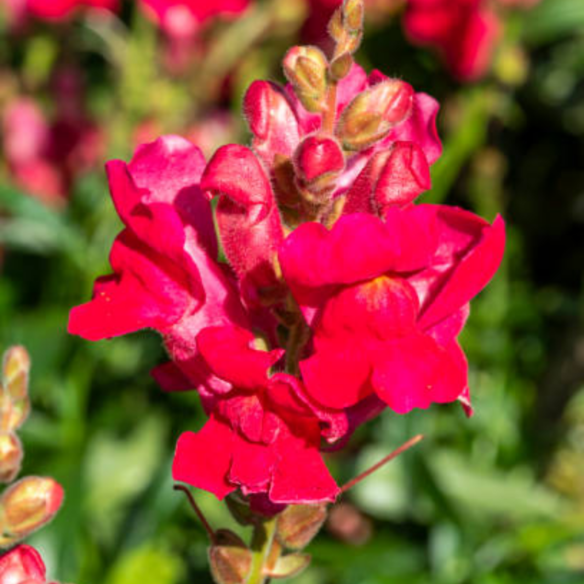 30 Seeds| Snapdragon 'Ruby Red' Seeds - Cold Resistant -Attracts pollinators - Open-Pollinating -Plant before the frost/after frost - #68