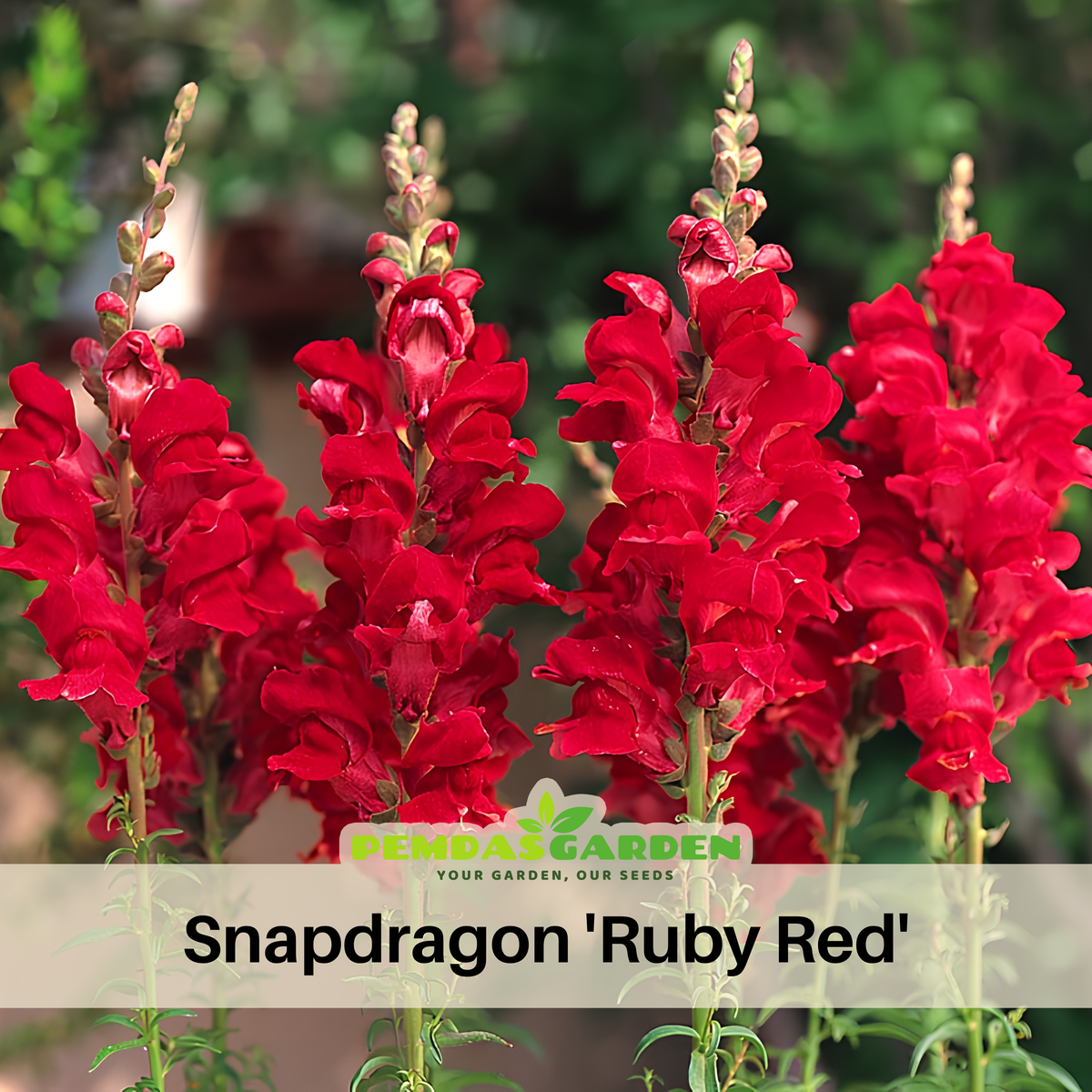 Snapdragon 'Ruby Red' Seeds - Cold Resistant, 30 seeds