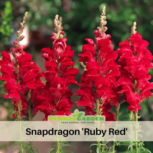 Snapdragon 'Ruby Red' Seeds - Cold Resistant, 30 seeds