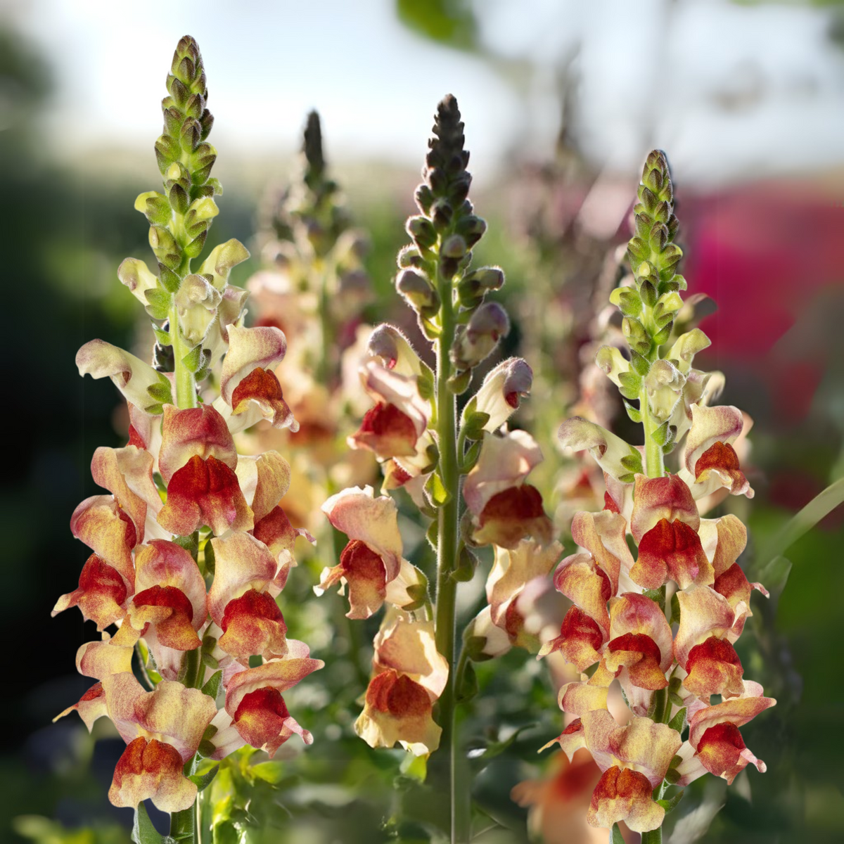 Snapdragon 'Avignon Bicolor Yellow' Seeds - Cold Resistant, 30 seeds