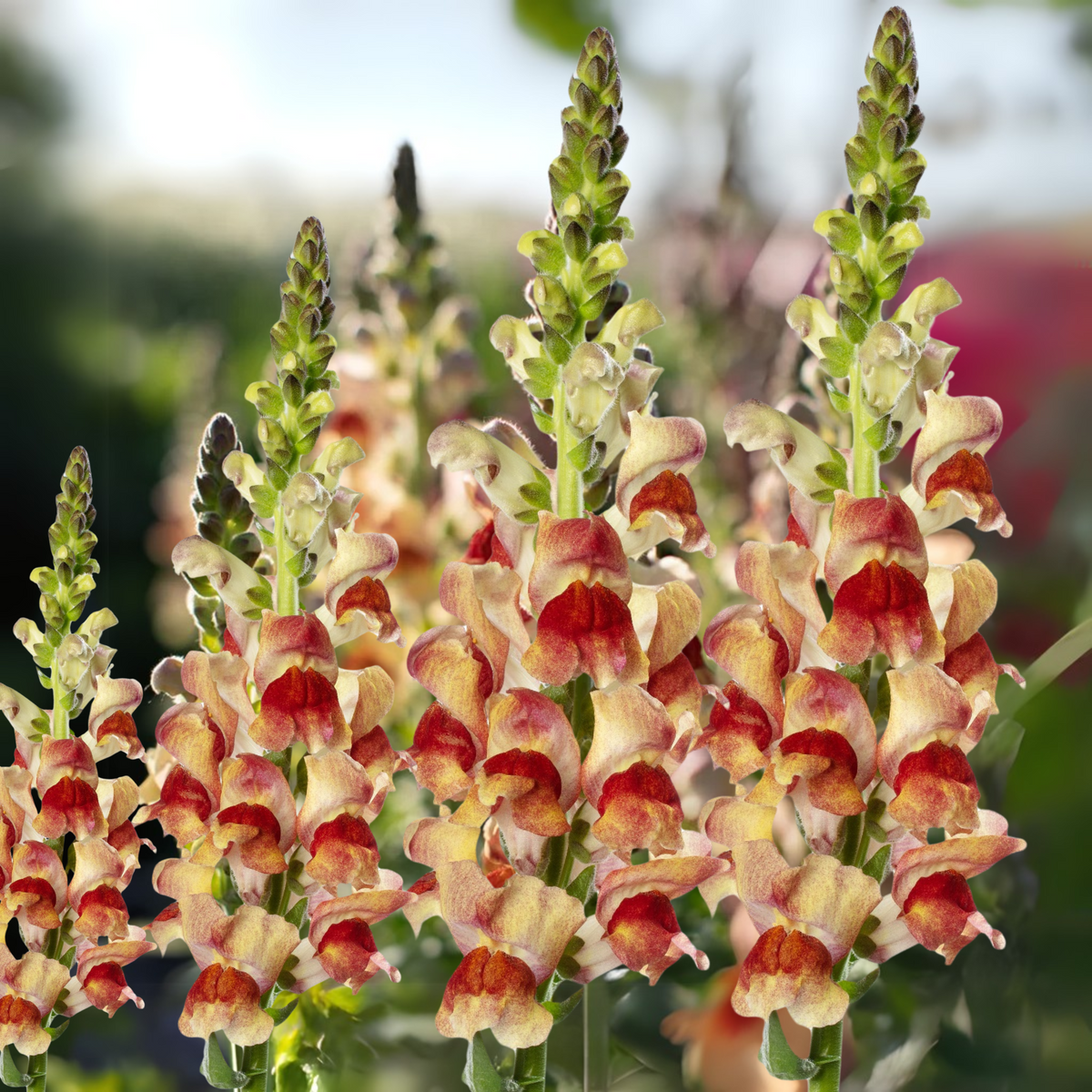 Snapdragon 'Avignon Bicolor Yellow' Seeds - Cold Resistant, 30 seeds