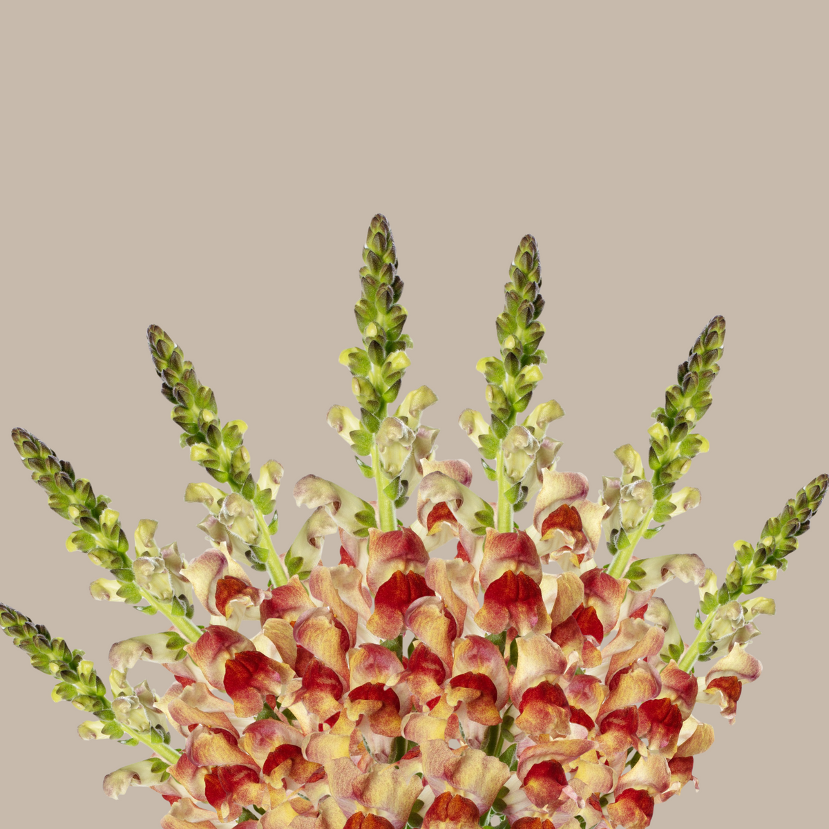Snapdragon 'Avignon Bicolor Yellow' Seeds - Cold Resistant, 30 seeds