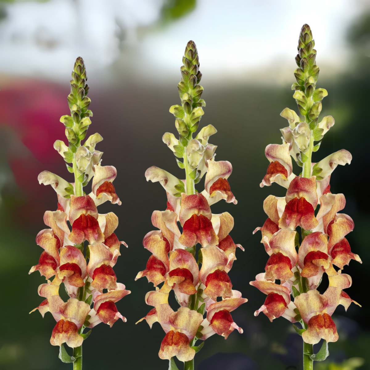Snapdragon 'Avignon Bicolor Yellow' Seeds - Cold Resistant, 30 seeds