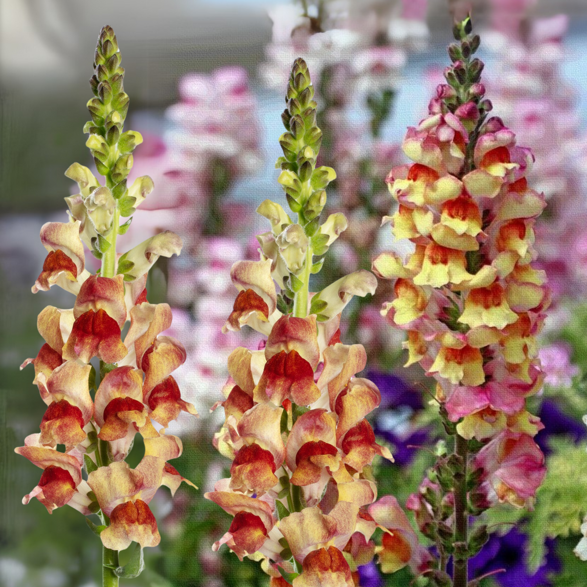 Snapdragon 'Avignon Bicolor Yellow' Seeds - Cold Resistant, 30 seeds