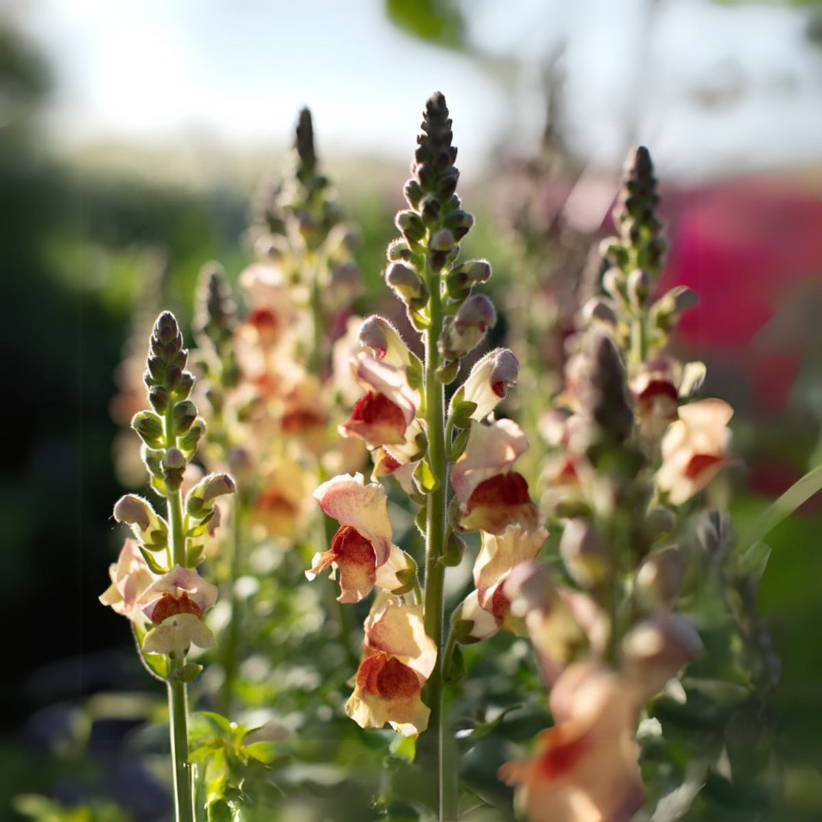 Snapdragon 'Avignon Bicolor Yellow' Seeds - Cold Resistant, 30 seeds