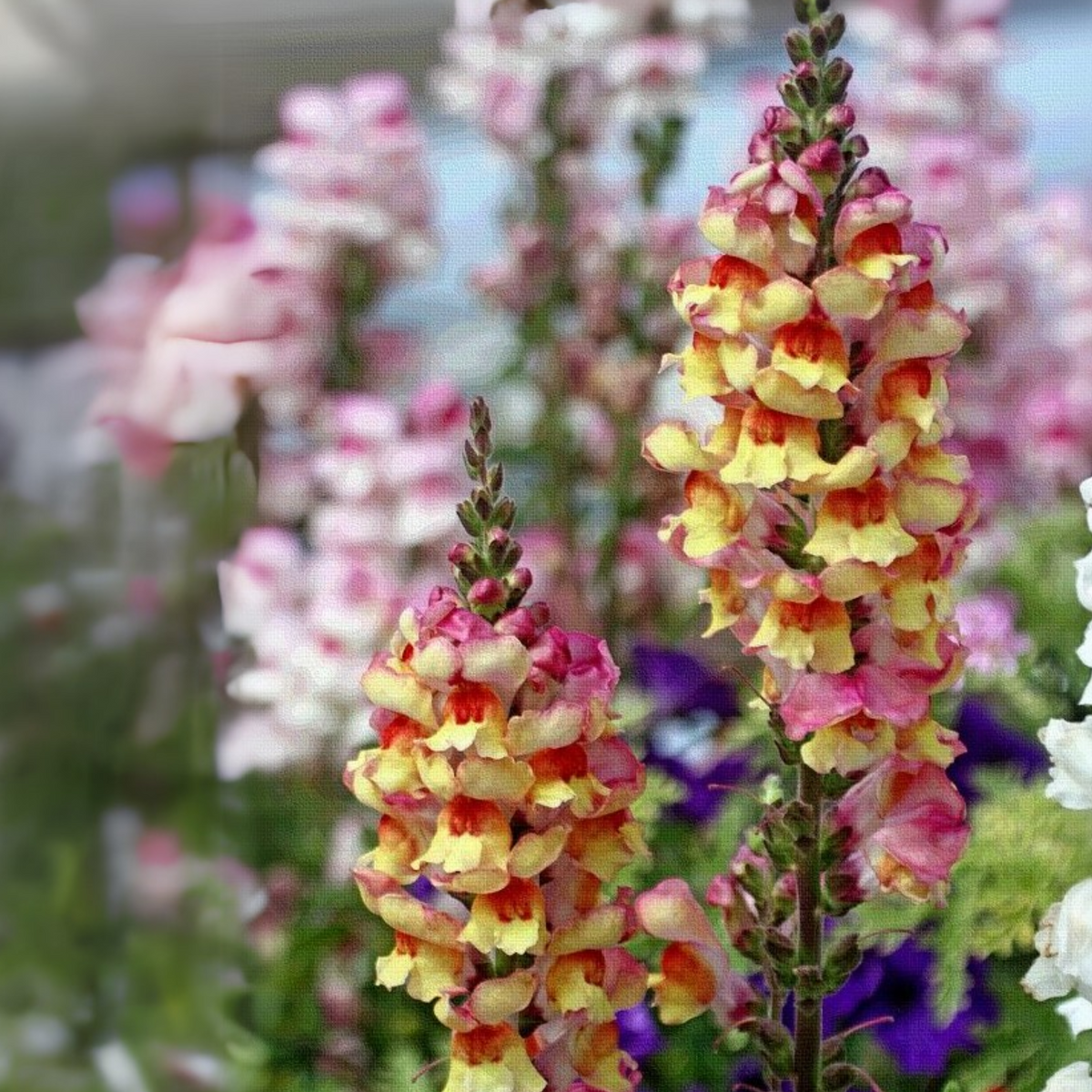 Snapdragon 'Avignon Bicolor Yellow' Seeds - Cold Resistant, 30 seeds