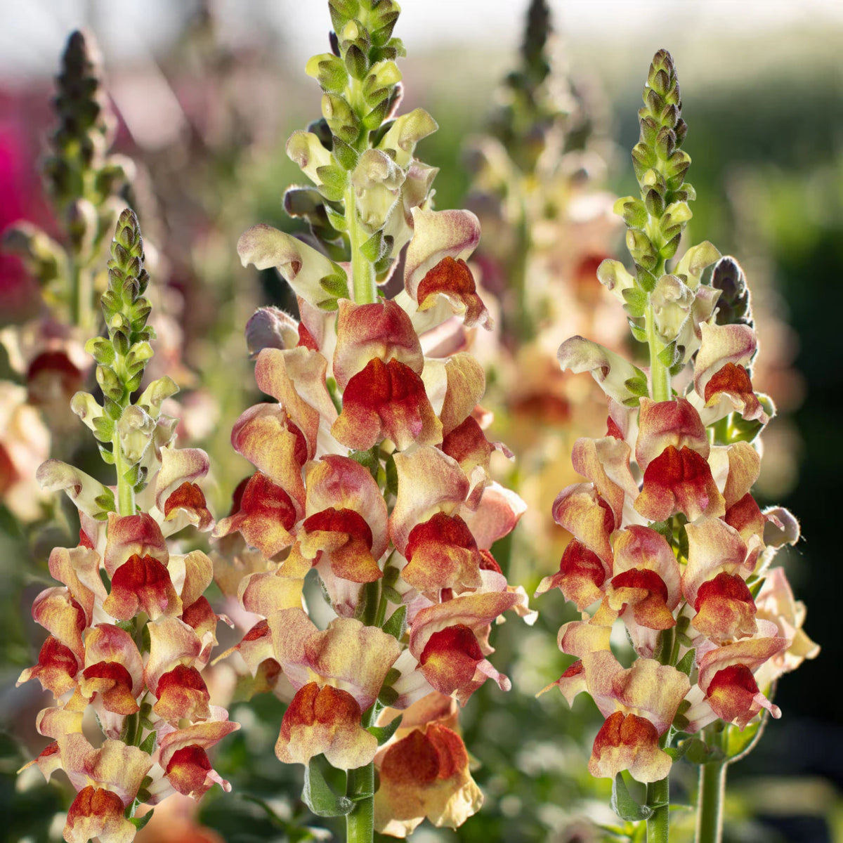 Snapdragon 'Avignon Bicolor Yellow' Seeds - Cold Resistant, 30 seeds