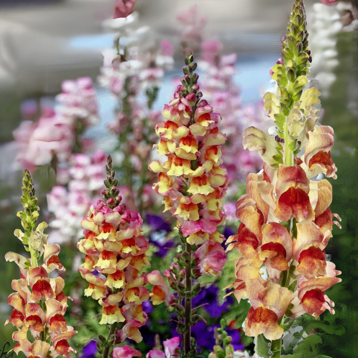 Snapdragon 'Avignon Bicolor Yellow' Seeds - Cold Resistant, 30 seeds