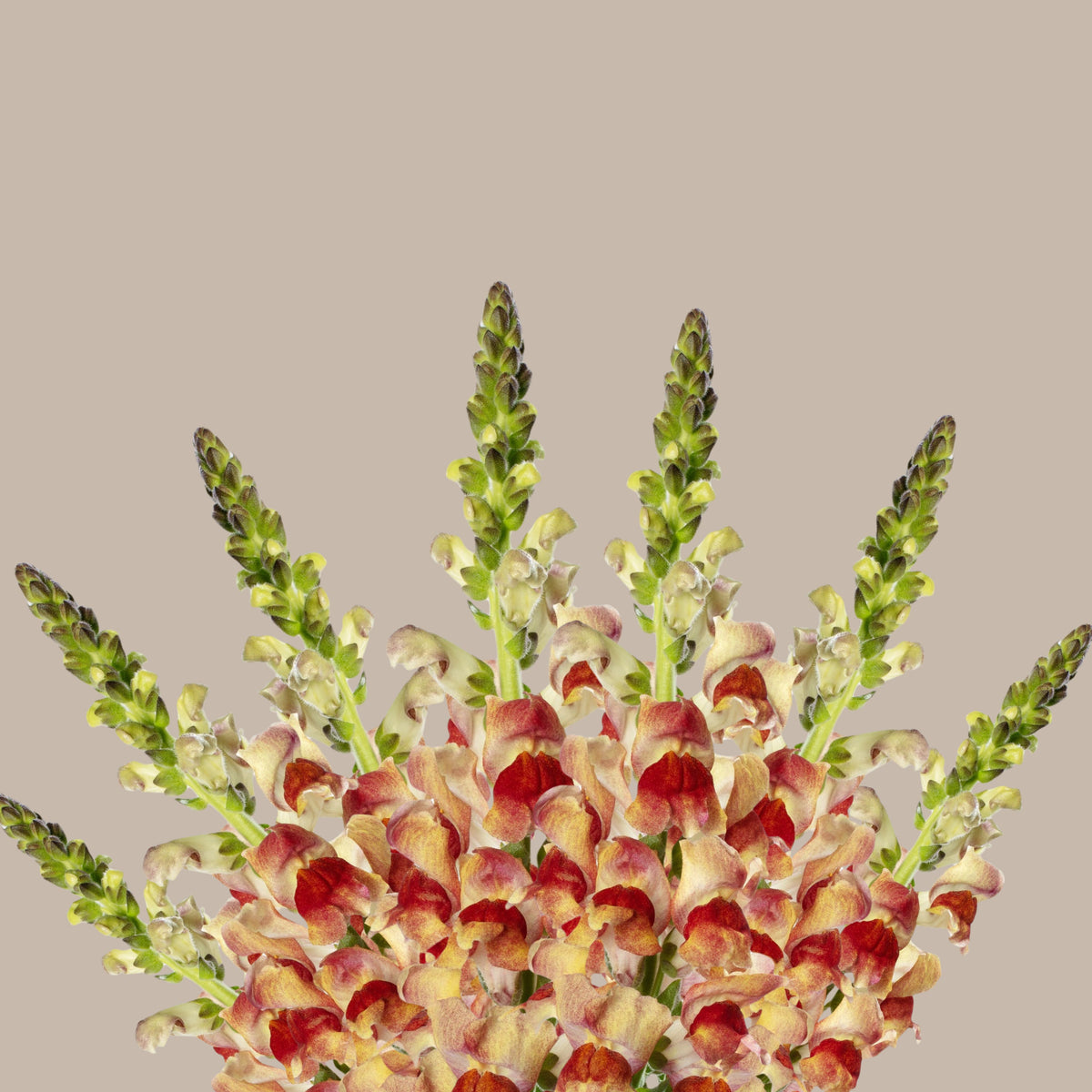 Snapdragon 'Avignon Bicolor Yellow' Seeds - Cold Resistant, 30 seeds