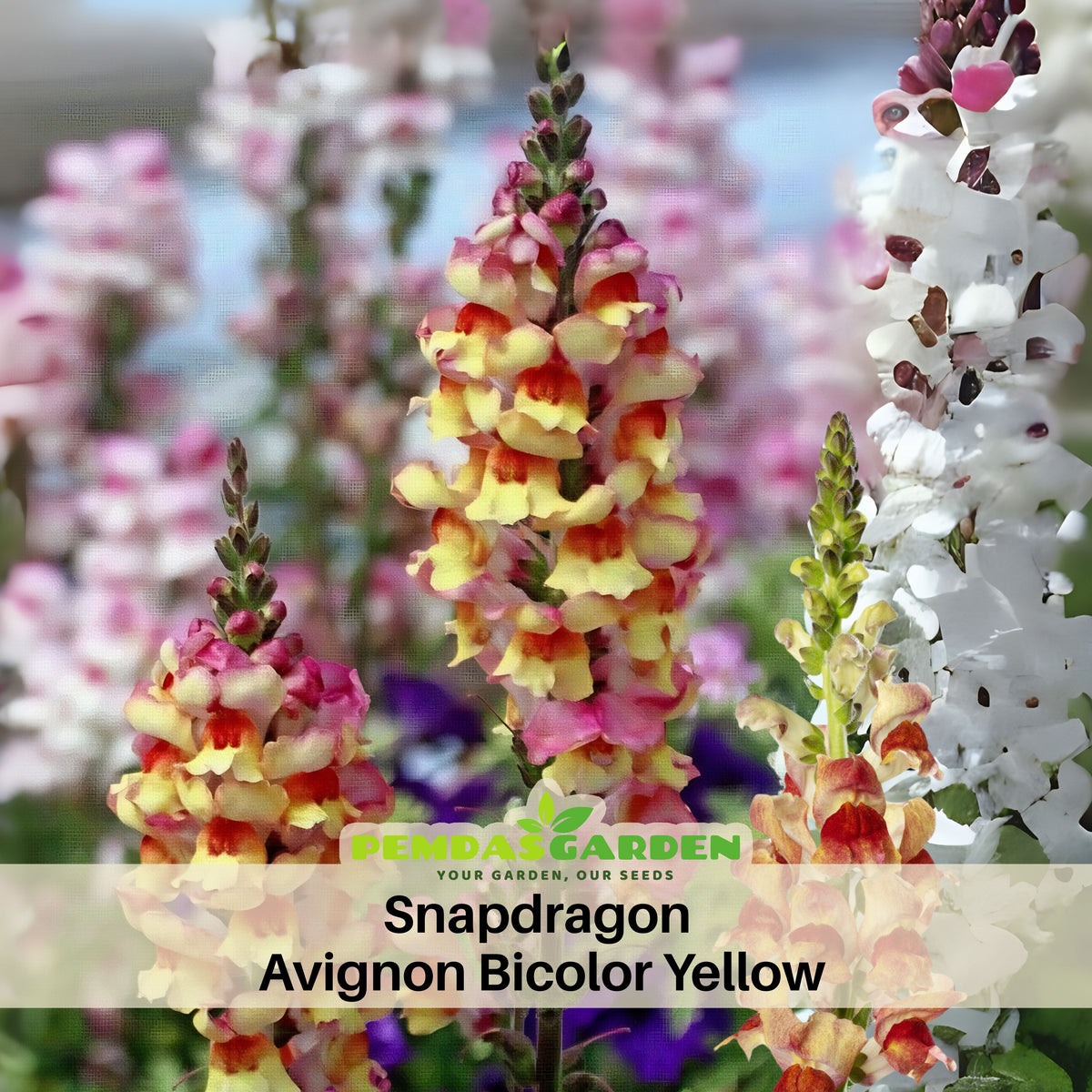Snapdragon 'Avignon Bicolor Yellow' Seeds - Cold Resistant, 30 seeds