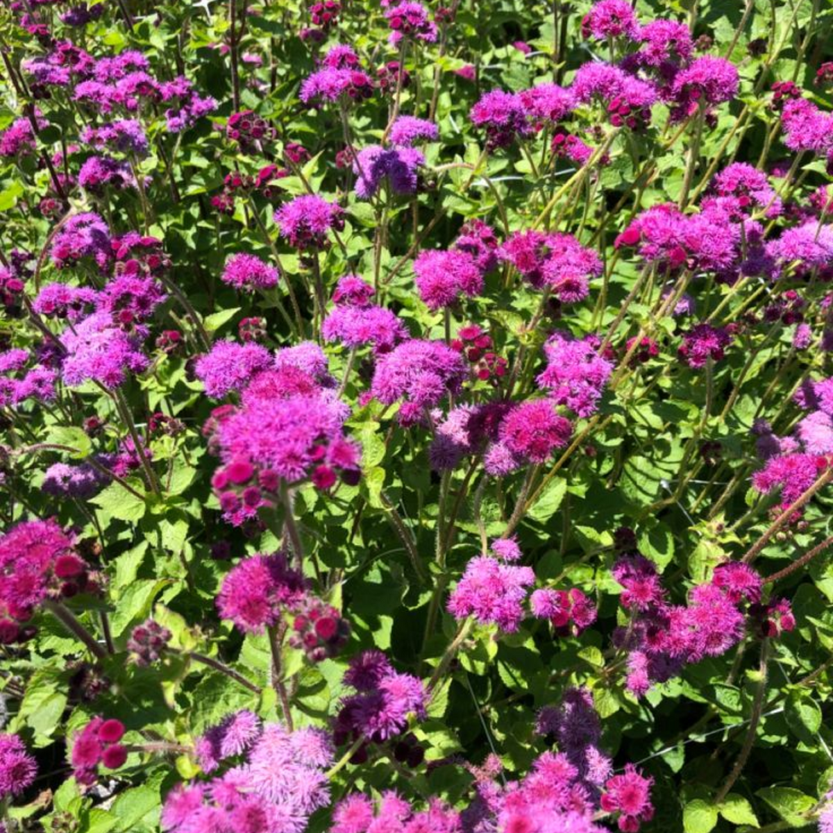 Red Flint Ageratum Seeds - Dwarf, Potted, 30+ seeds
