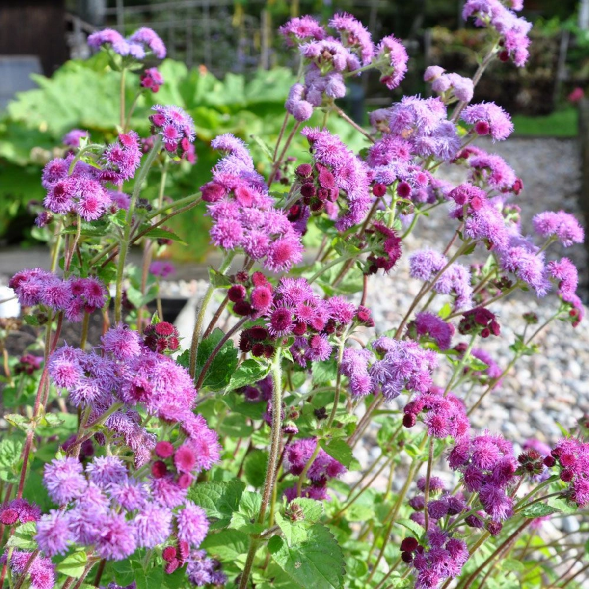 Red Flint Ageratum Seeds - Dwarf, Potted, 30+ seeds