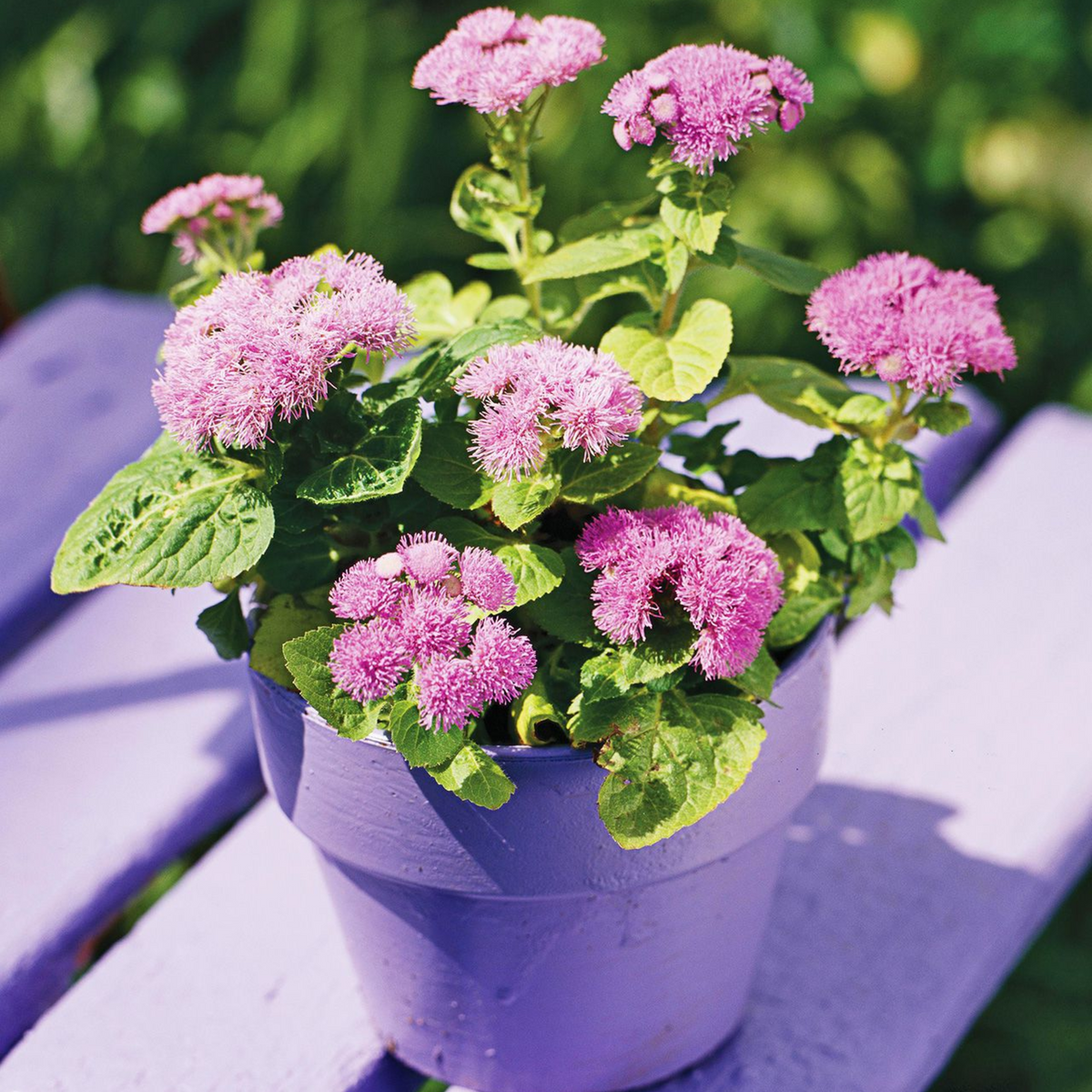 Red Flint Ageratum Seeds - Dwarf, Potted, 30+ seeds