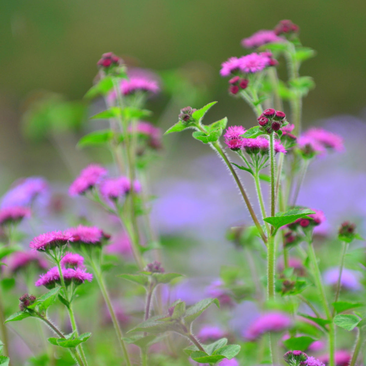 Red Flint Ageratum Seeds - Dwarf, Potted, 30+ seeds