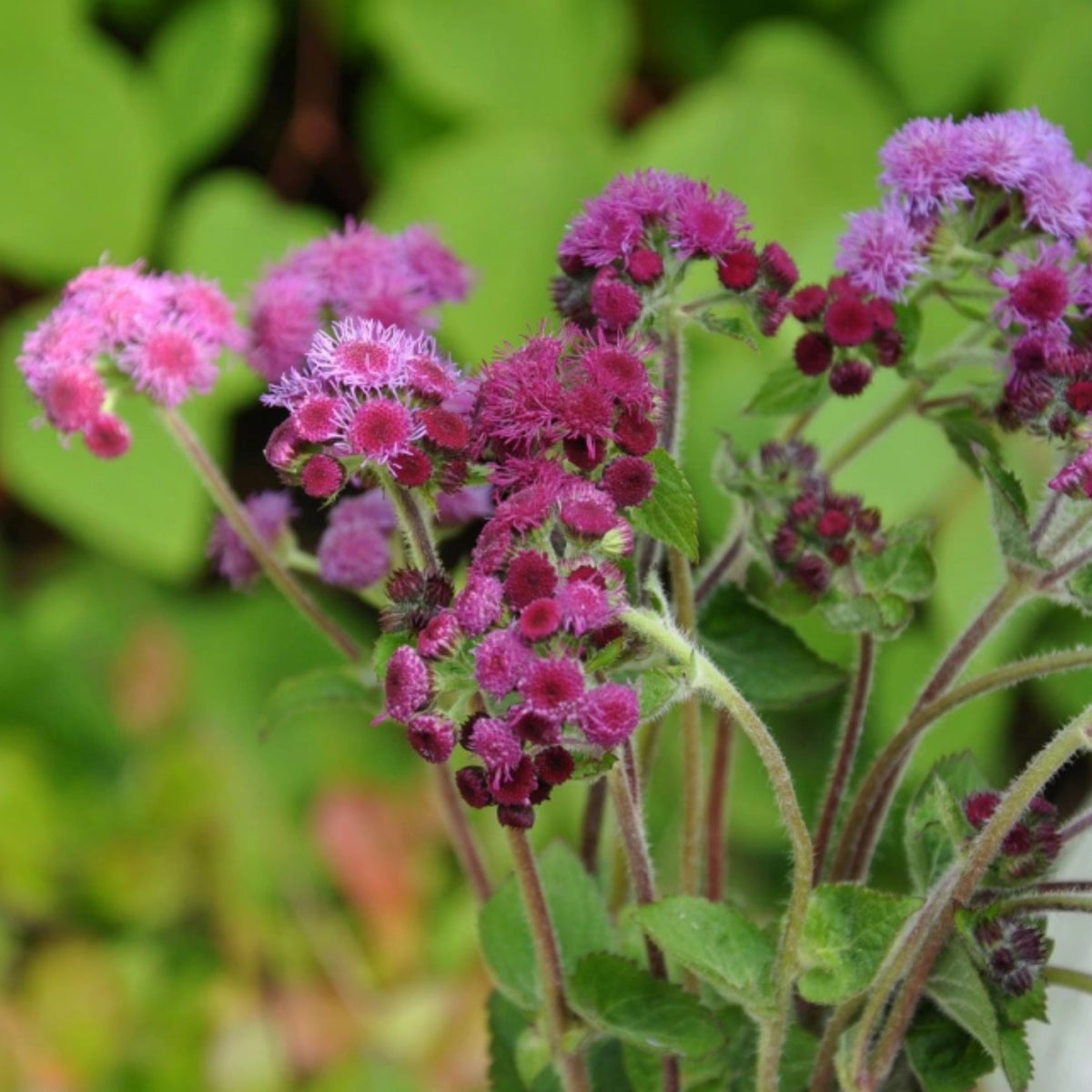 Red Flint Ageratum Seeds - Dwarf, Potted, 30+ seeds
