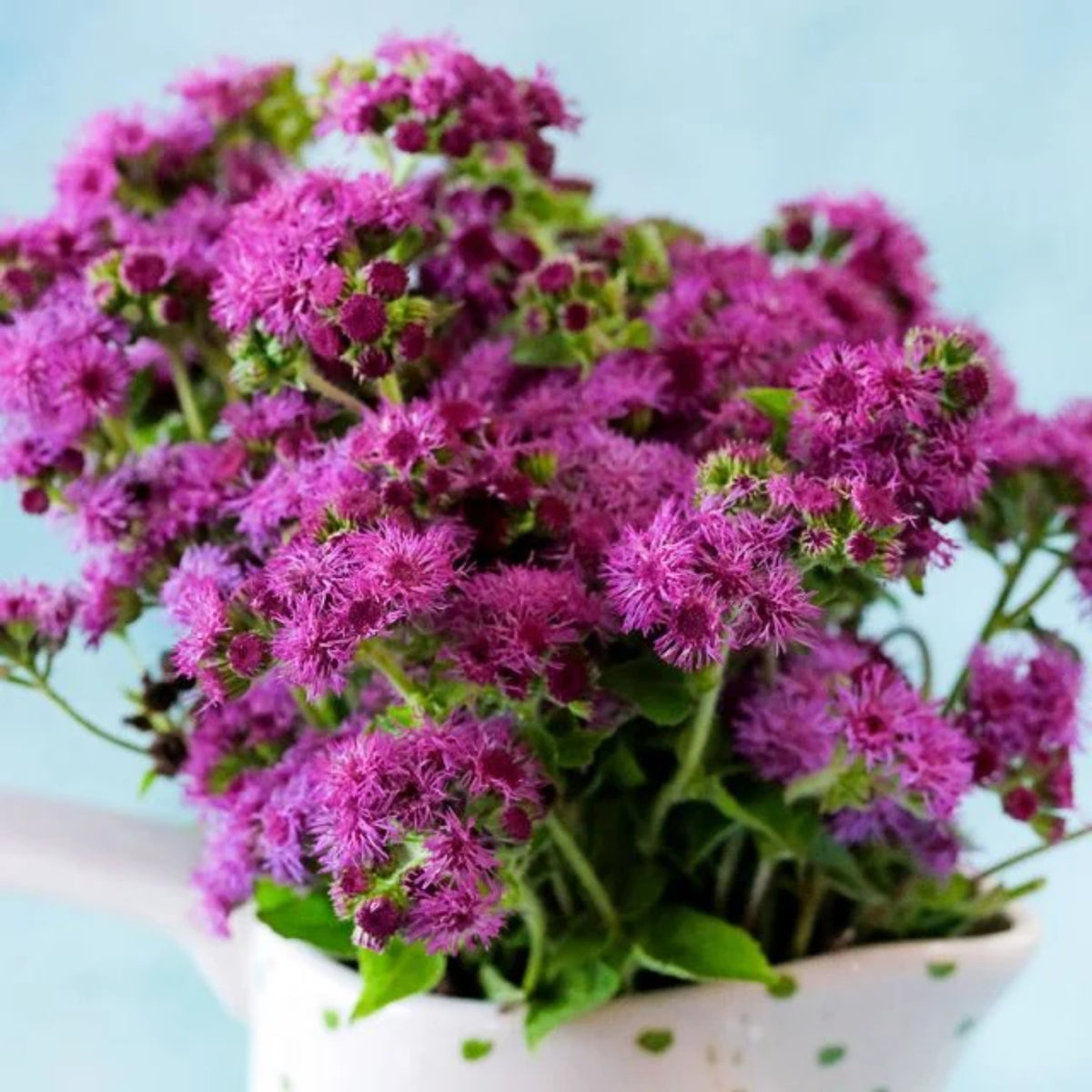 Red Flint Ageratum Seeds - Dwarf, Potted, 30+ seeds