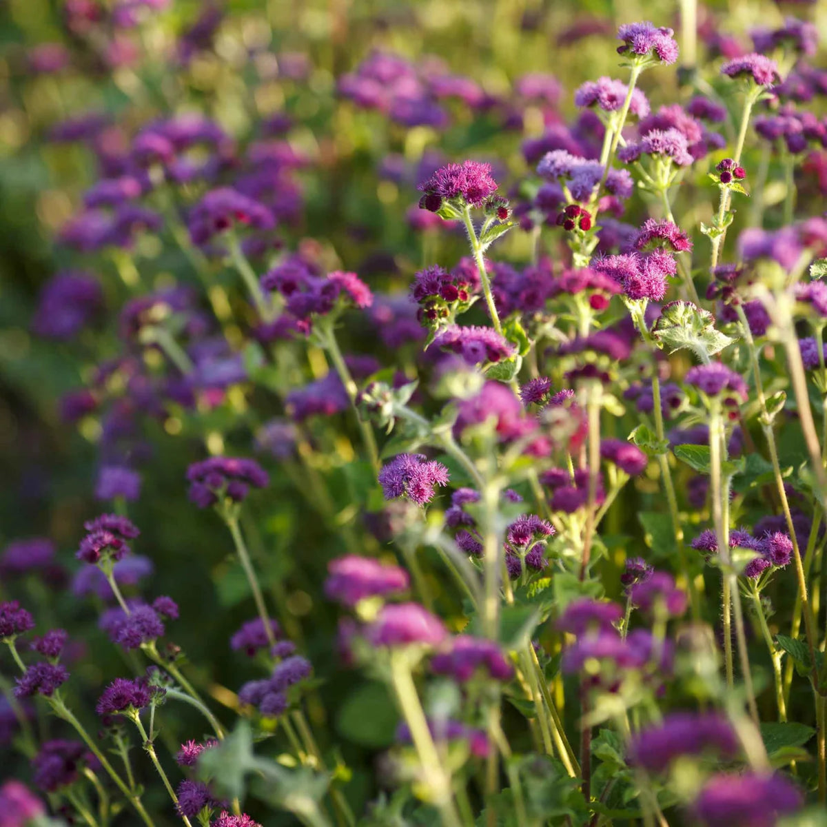 Red Flint Ageratum Seeds - Dwarf, Potted, 30+ seeds