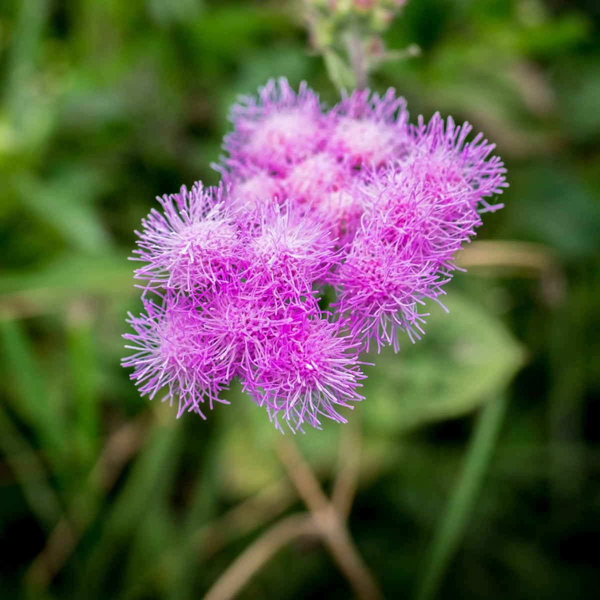 Red Flint Ageratum Seeds - Dwarf, Potted, 30+ seeds
